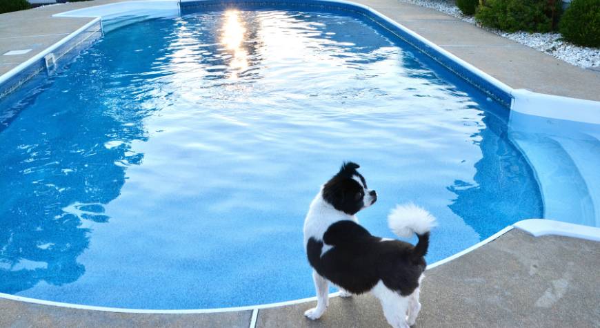 in-ground-swimming-pool-with-dog